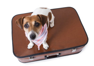 Preparing for a Dog Boarding Stay: 7 Things to Pack in Your Pet’s Doggy Bag