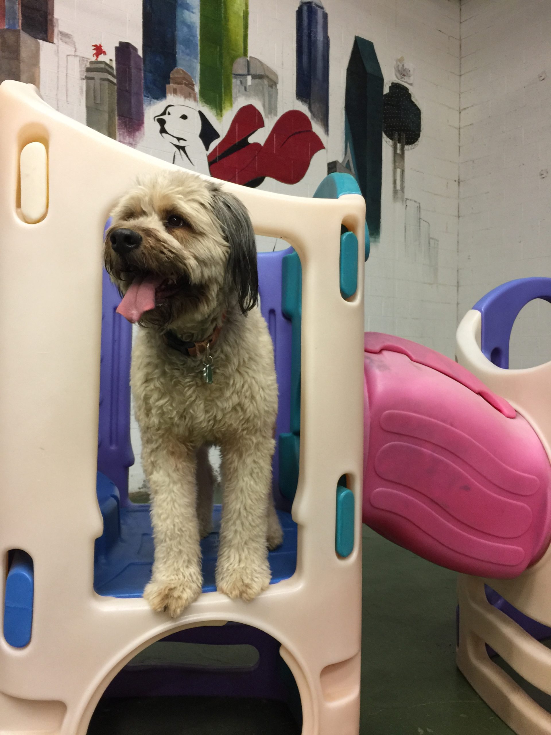 Indoor play equipment dog boarding- dog at play on indoor equipment