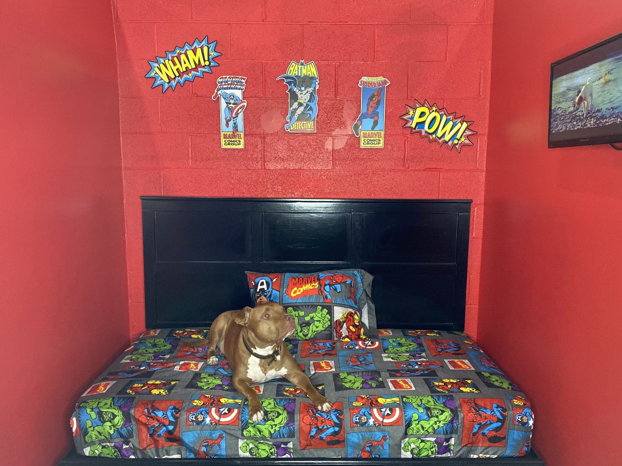 Dog Boarding Underdog Kennels Dallas Texas dog-boarding-underdog-kennels-dallas-texas