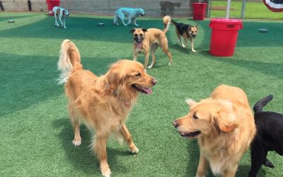 WHY IS DOG DAYCARE SO BENEFICIAL FOR YOUR DOG?