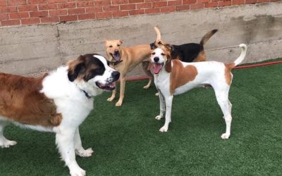 WHAT REALLY HAPPENS AT DOG DAYCARE?