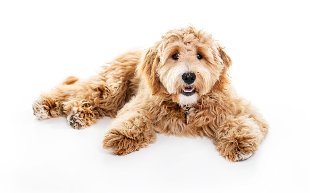 Essential Puppy Socialization Tips for Dallas Dog Owners