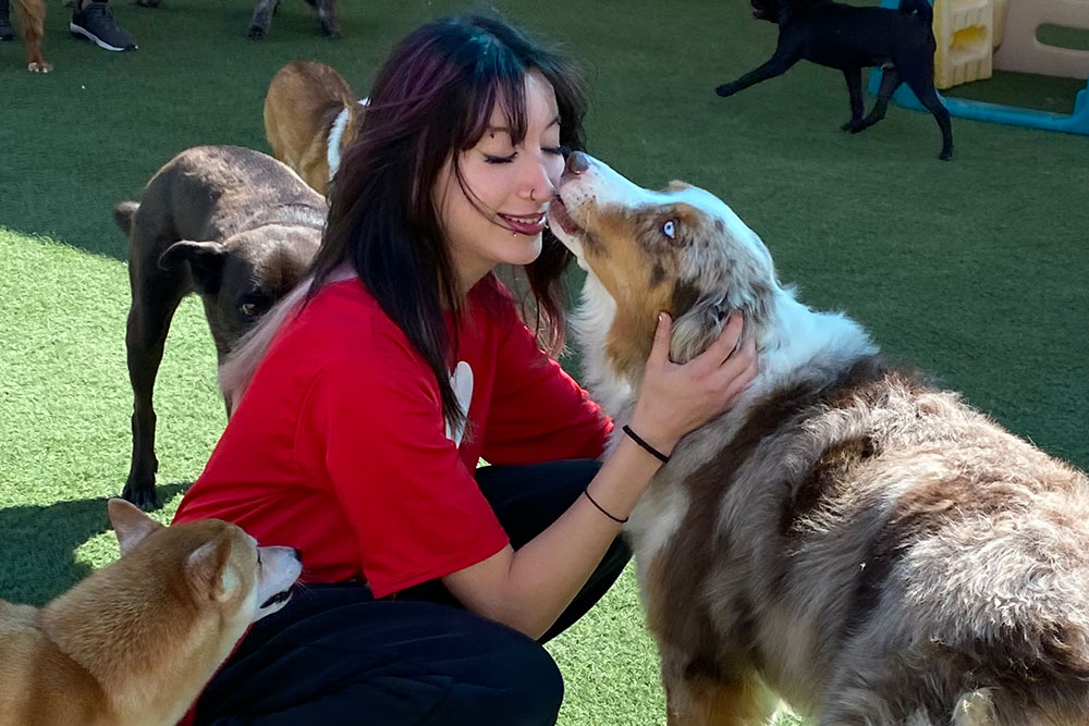 Dog Daycare Service: How Much Does It Usually Cost?