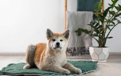 Where To Find Reliable Dog Boarding In Dallas, TX