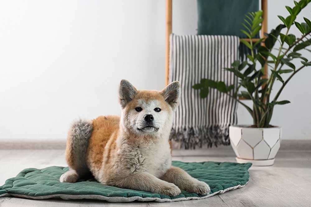 Where To Find Reliable Dog Boarding In Dallas, TX
