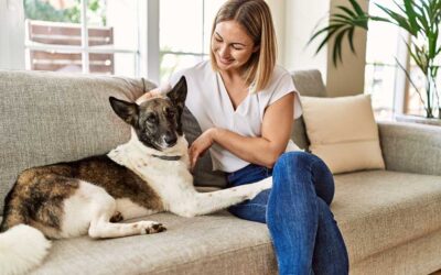 Dog Boarding Cost In Dallas, TX: What To Expect