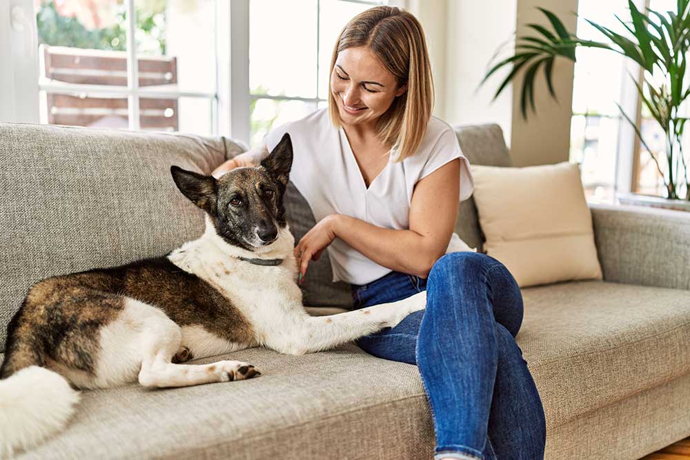 Dog Boarding Cost In Dallas, TX: What To Expect