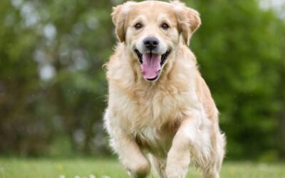 Do My Dogs Really Enjoy Going To Daycare?