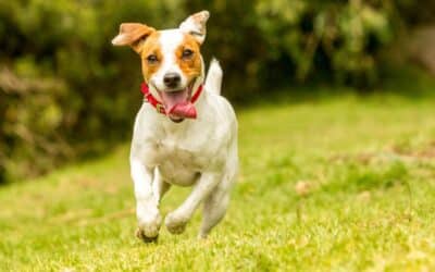 How Dog Daycare Keeps Your Dog Healthy And Happy