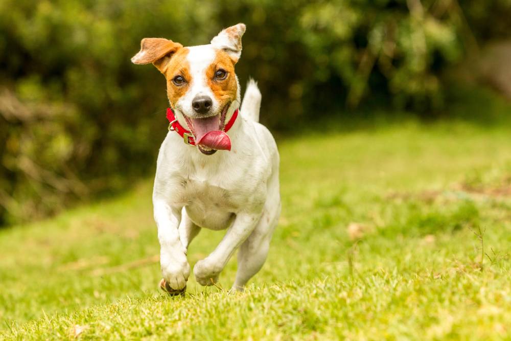 How Dog Daycare Keeps Your Dog Healthy And Happy