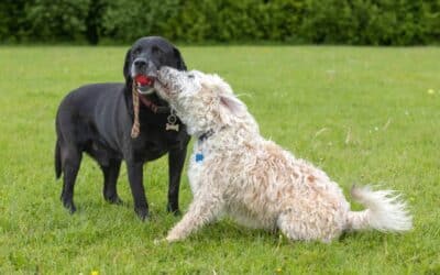 How To Know Your Dog Is Poorly Socialized And How We Can Help