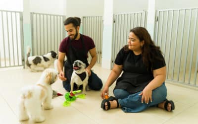 How Old Before Your Puppy Can Be Boarded?