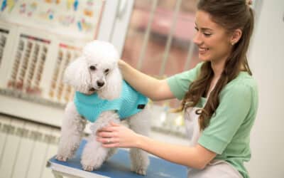 Top Reasons Why Dog Daycare Is Good For Your Puppies