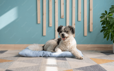 What To Know About Long-Term Dog Boarding