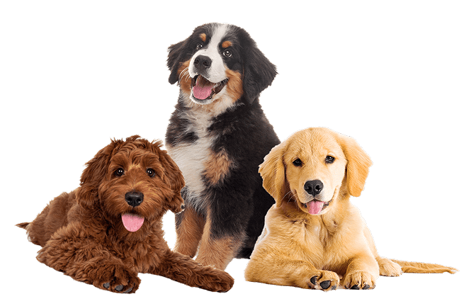 Banner Featured Image