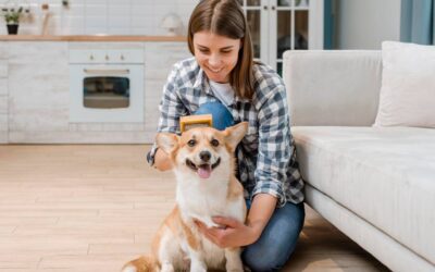 Brushing Vs. Deshedding: What’s Right For Your Dog?