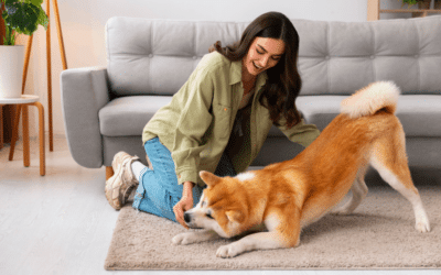 How To Find The Best Dog Boarding For Reactive Dogs