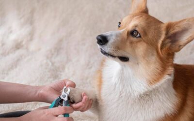 Nail Trimming For Dogs: Why It Is More Important Than You Think