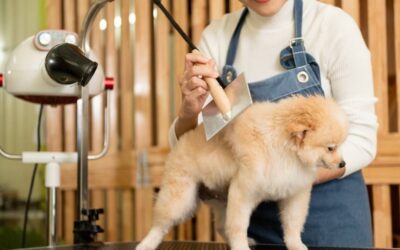 The Importance Of Regular Grooming For Your Dogs