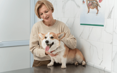 What To Consider When Choosing Boarding For Senior Dogs