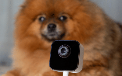 Dog Boarding With Cameras: An Essential Feature To Watch Out For