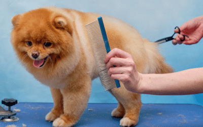 How To Prepare Your Dog For Its First Grooming Visit