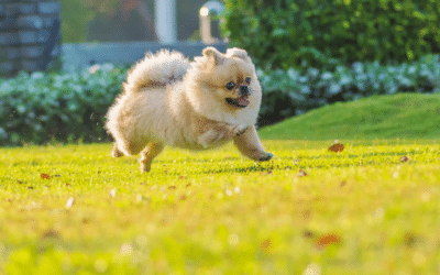 Summer Heat Safety Tips Every Dog Owner Should Know