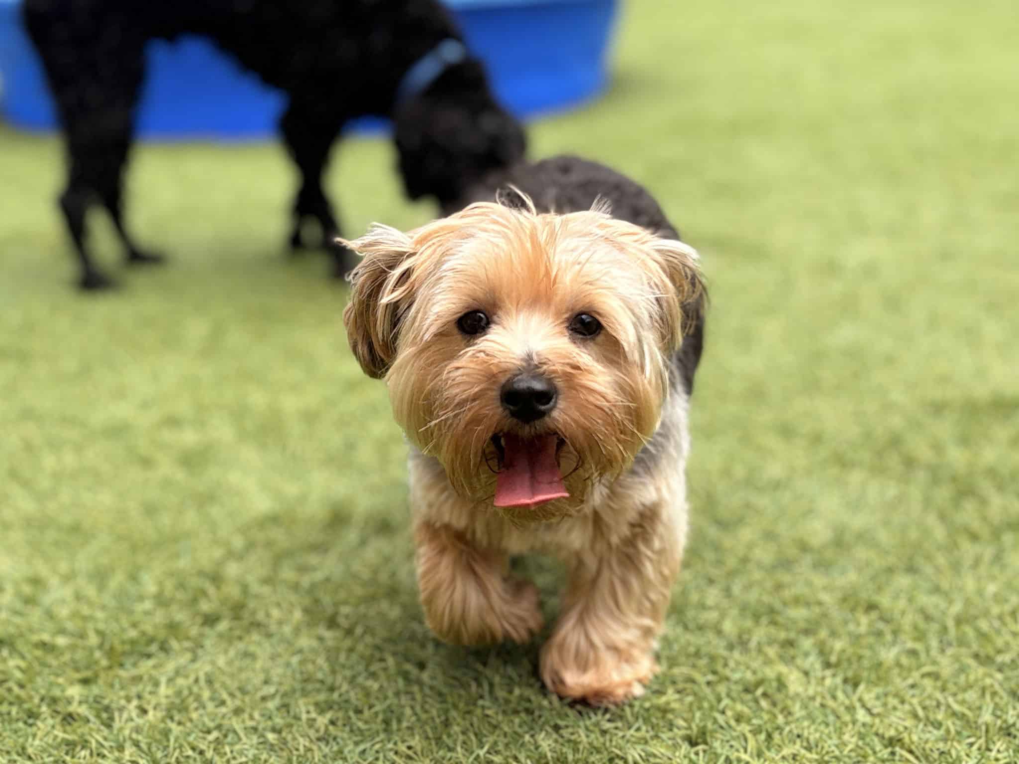 dog-daycare-fort-worth dog daycare Fort Worth - close up of a small dog