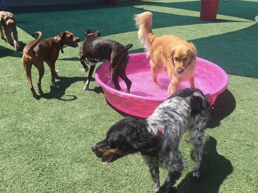 dog-daycare-frisco Dog daycare Frisco, Texas playing in a pool