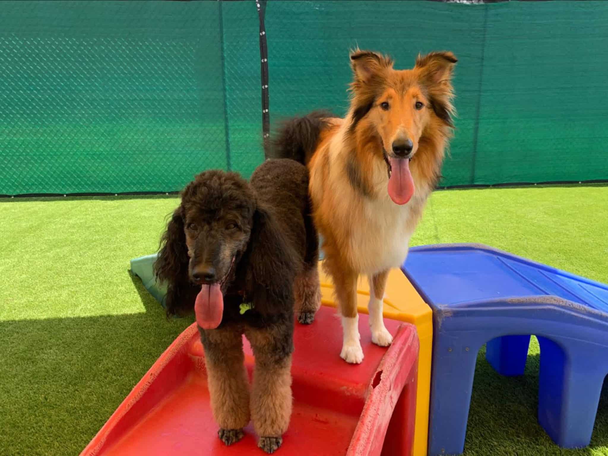 dog-daycare-irving-tx
