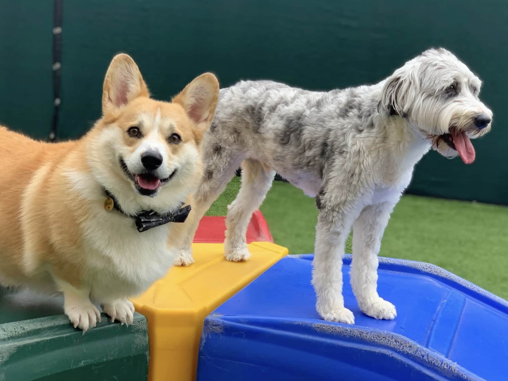 dog-daycare-mckinney dog daycare McKinney Texas, 2 dogs standing on plastic dog bridges