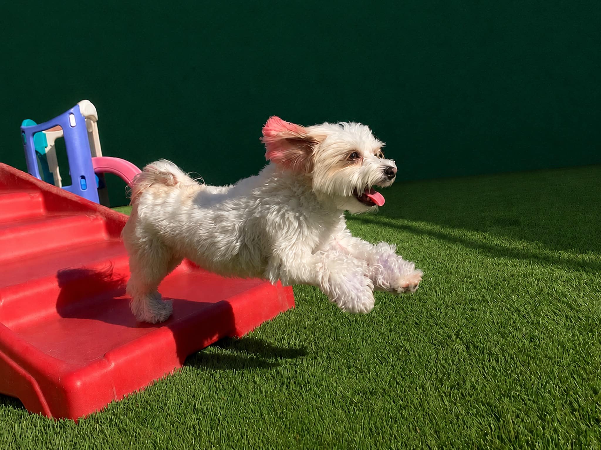 dog-daycare-plano Dog daycare plano - small white dog jumping off a slide