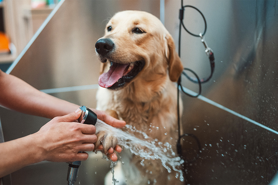 golden-retriever-in-bath Golden retriever getting a bath